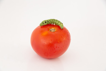 red crispy tomato caterpillar attackted