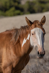 Obraz premium Beautiful Wild Horse in the Colorado High Desert