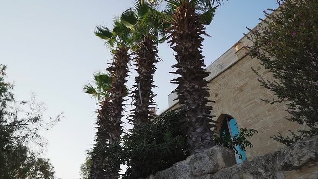 Palm trees against the background of the old stone building, Jaffa, Israel. Crane shot.