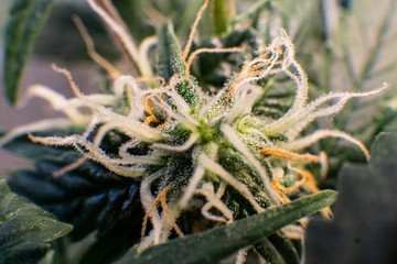  trichomes on marijuana buds close-up