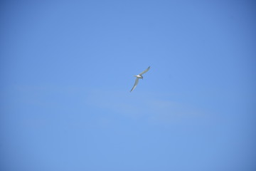 seagull flying in the blue sky