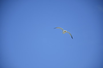 seagull flying in the blue sky