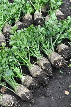the stack of freshly harvested ripe celery (root vegetables)  in the vegetable garden,vertical composition