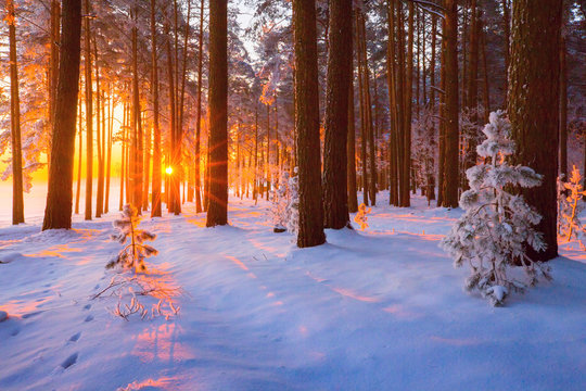 Fototapeta Winter sunny landscape