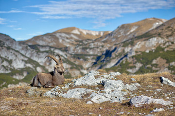 Alpine ibex, Styria, Austria - 233262167