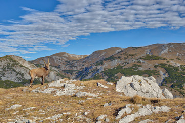 Alpine ibex, Styria, Austria - 233262182