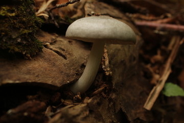 mushroom in forest