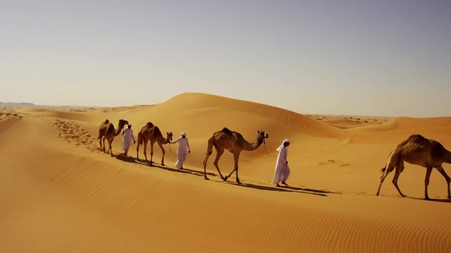 Aerial drone of camels being led by handlers across desert sand dunes 