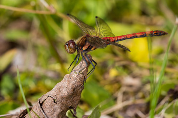 Dragonfly