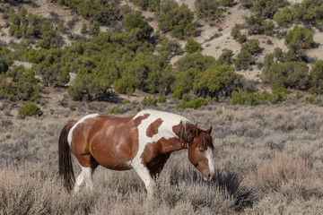 Fototapeta na wymiar Beautiful Wild Horse in the Colorado High Desert