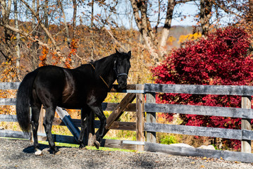 Horse in the paddock at fall season