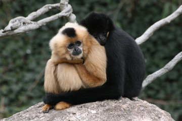 Gibbons kuschelnd schwarz weiß