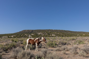 Obraz na płótnie Canvas Beautiful Wild Horse in the Colorado High Desert