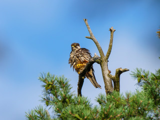 Northern Hobby (Falco subbuteo)