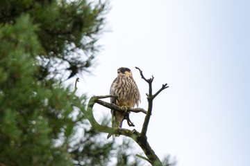 Northern Hobby (Falco subbuteo)