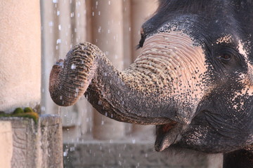 Elefant trinkend unterm Wasserfall
