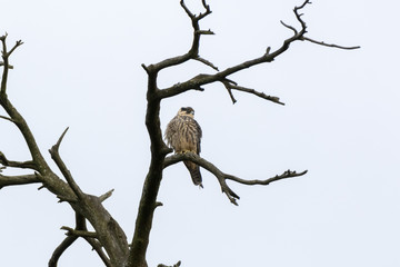 Northern Hobby (Falco subbuteo)