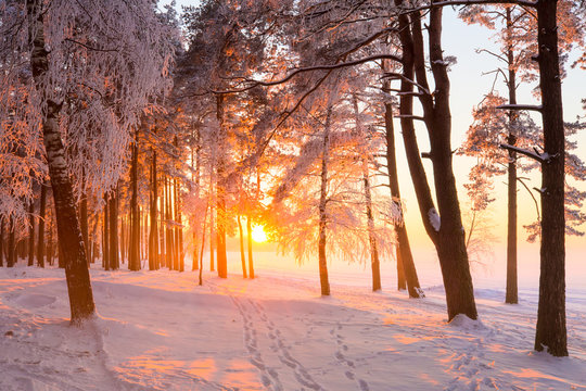 Fototapeta Winter landscape