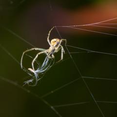 Spider on a web