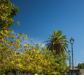 Fototapeta premium south city street park outdoor environment with park trees and lantern in summer bright clear weather day time