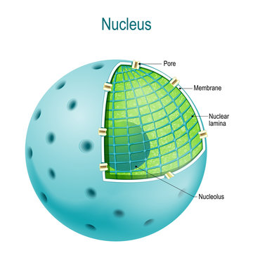 14 BEST Nucleoplasm IMAGES; STOCK PHOTOS & VECTORS | Adobe Stock