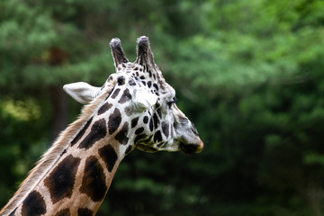 Giraffe 2