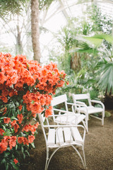 orange flowers and iron table chair