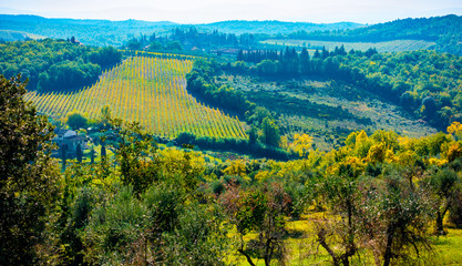 Hills covered in olive trees and vienyards around San Donato