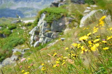 Bergwiesen in Bularien