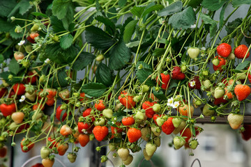 Inflorescences and strawberries on the showcase farm fair