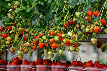 Strawberry berries and inflorescences on the showcase farm fair