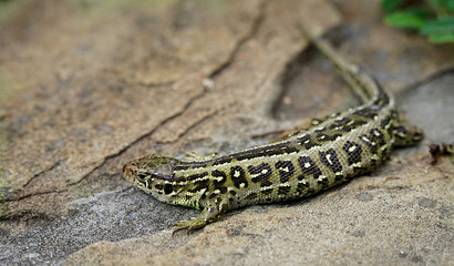 Jaszczurka © Rusnak