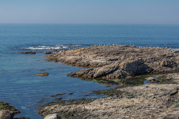 Fototapeta na wymiar View at the sea and rocks with seagulls on atlantic ocean