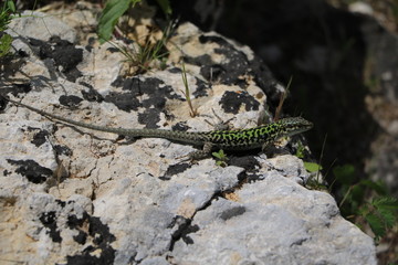 Italian wall lizard in Syracuse, Sicily Italy