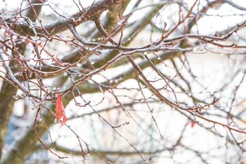 Twig of a Tree Wet by Rainwater, Villetta Barrea, Abruzzo, Italy. October 13, 2017