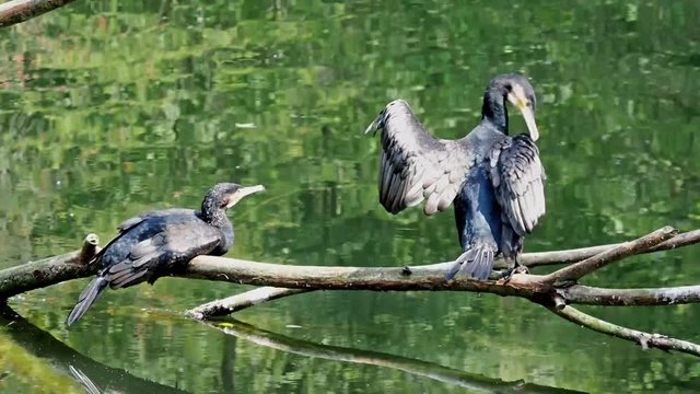 Kormoran - Phalacrocorax carbo
