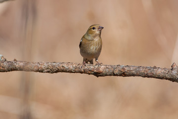 Chaffinch sits in a forest park on a larch branch under the rays of the spring sun.