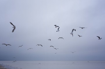 Seagulls over the sea waves. Birds of the sea