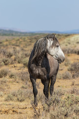 Wild Horse in the Colorado High Desert in Summer