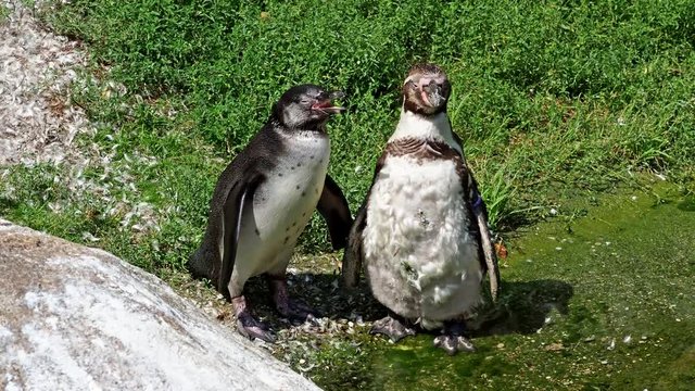 Humboldt Pinguin - Spheniscus humboldti