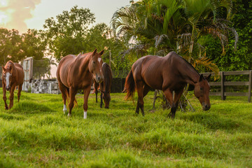 Fototapeta premium Group of horses eating grass