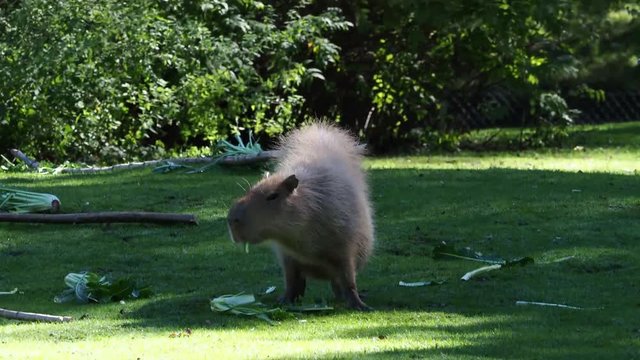 Wasserschwein -  Hydrochoerus hydrochaeris