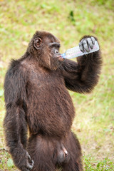 Portrait of Chimpanzee drinking water in plastic bottle.
