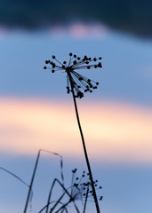 Silhouette of a panicle in narrow sharpness zone in the evening light at the blue hour, detail view, close-up, as background the in the water mirrored sky - Location: Germany, Oderbruch