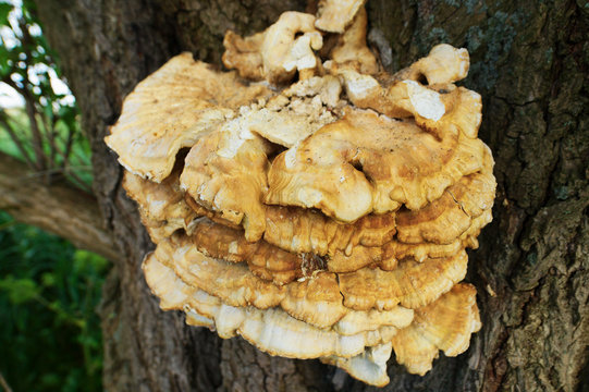 Hub fungus growing on a tree trunk. Shallow depth of field. Pomerania, Poland.