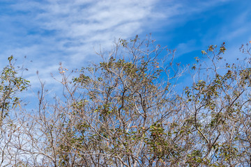 Dry fall tree with leaves blowing in wind and blue sky for text