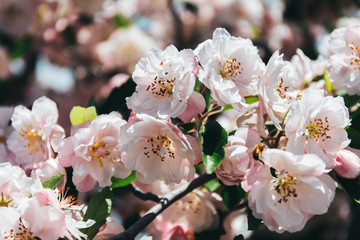 spring cherry blossom