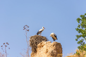 Storks over the walls of Meknes, Morocco