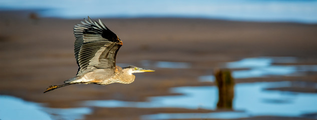 heron flight over the beach