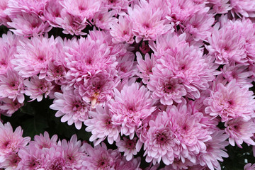 Chrysanthèmes. / Chrysanthemums.